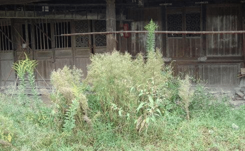 草什么门成语_草什么花什么成语(3)