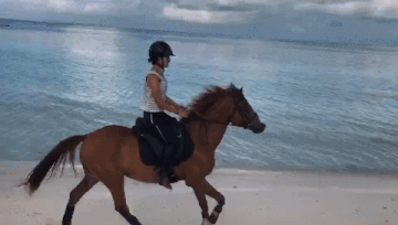 壁纸 动物 狗 狗狗 马 骑马 360_204 gif 动态图 动图