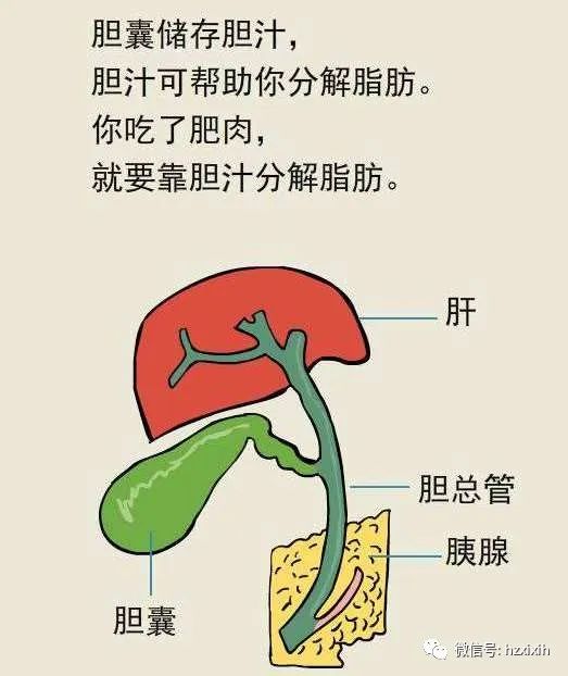 复工后胆囊结石这颗定时炸弹你必须了解