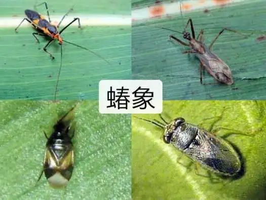 鳞翅目的昆虫是完全变态昆虫,即一生需要经过四个虫态:卵→幼虫→蛹