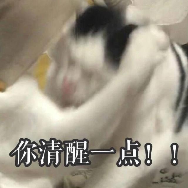 猫咪表情包合集老子可爱吗