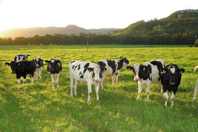 新乳业：2019年净利润2.44亿元，第四季度净利润下