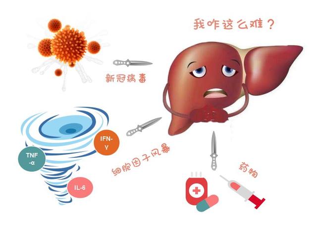 从药师的角度谈一谈新型冠状病毒感染患者肝损伤的机制与药物剂量调整