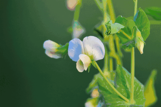 春天来了!看那些绽放的花儿,一切美好不再遥远!