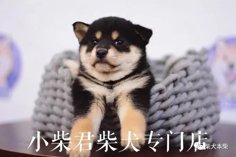 柴犬小课堂之解析黑柴