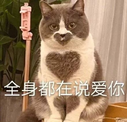 网友家的渣猫，全身上下都在说爱你！