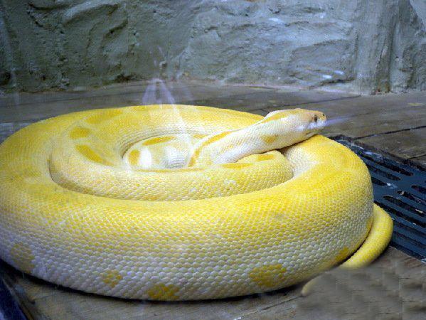 世界上最长的蛇有多长?网传55米长巨蟒曾吓晕路人