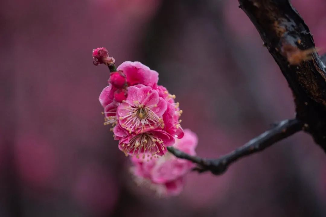 雨中梅花别样美