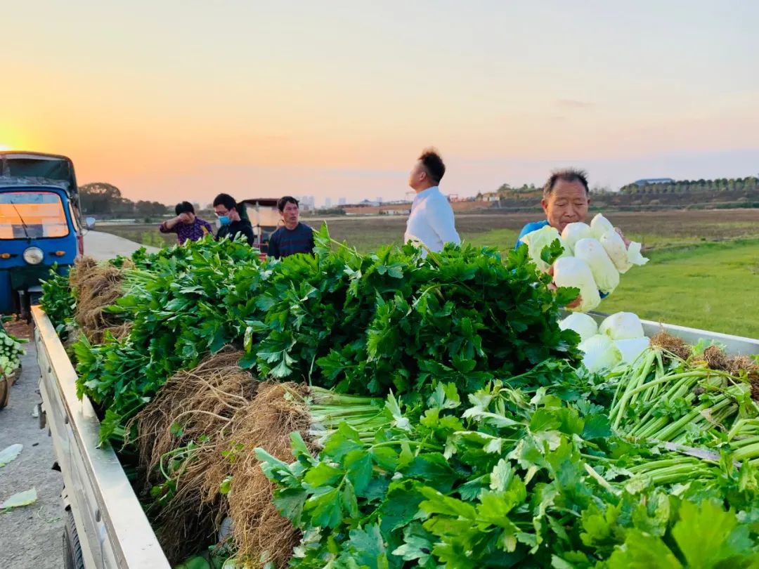 菜地采摘新鲜蔬菜