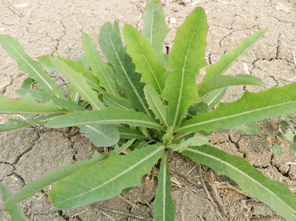 北方农村常见五种野菜,好吃营养,还可以调理身体