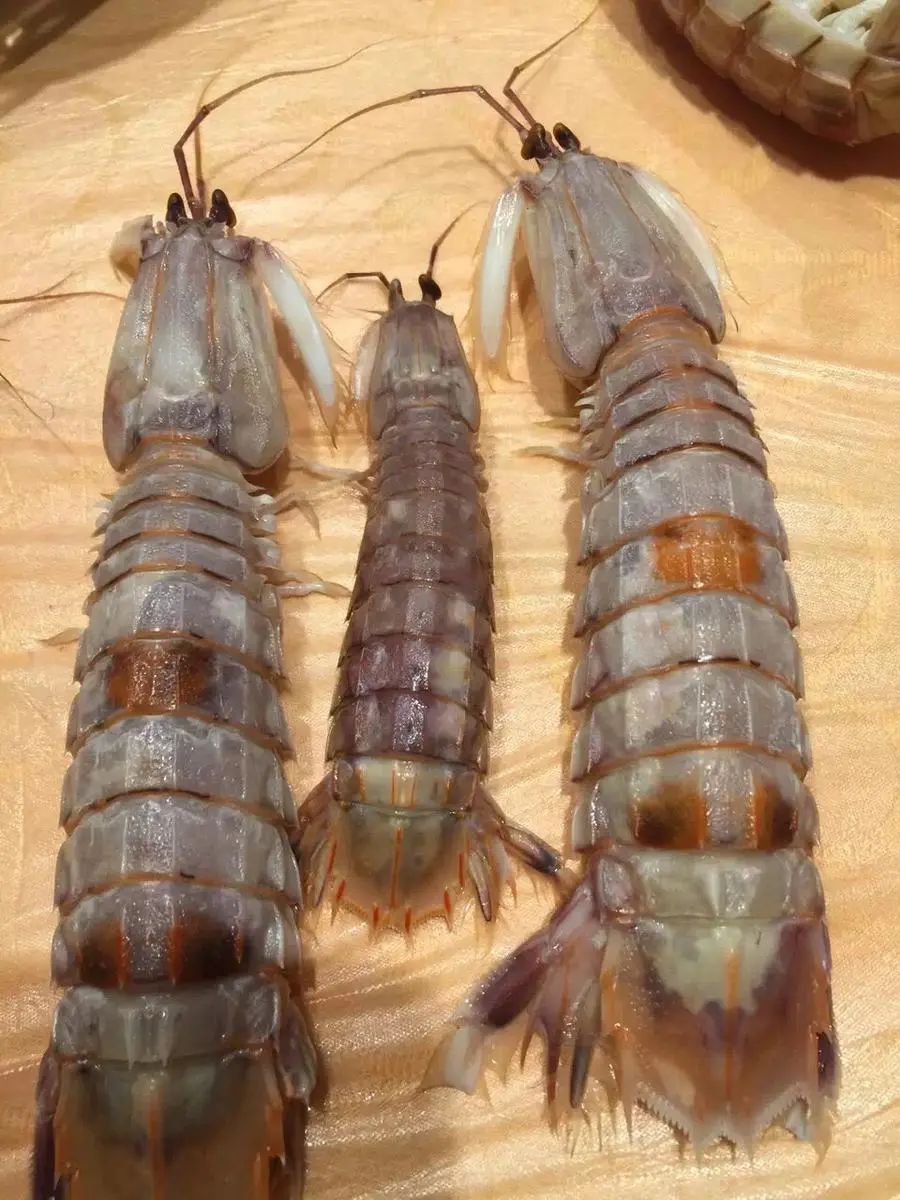 怎么样挑好的皮皮虾 272c05a52ede4c17932b874f24342cdd.jpeg