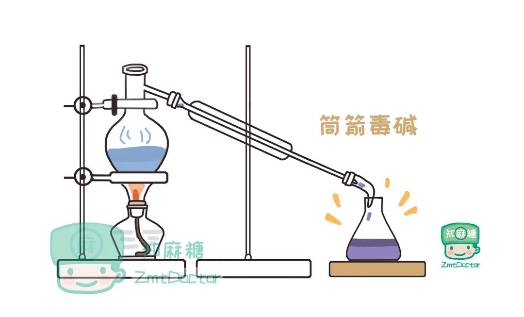 筒箭毒碱的大量出现,使得人们有可能探索其在医学中的不同用途.