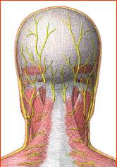 枕小神经和耳大神经,容易受到来自椎枕部紧张挛缩的肌腱,筋膜的卡压