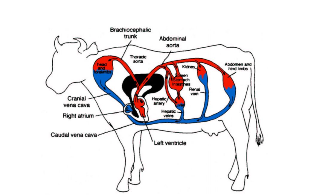 这里出现了一个很有意思的概念,牛型弓(bovine aortic arch,baa),泛指