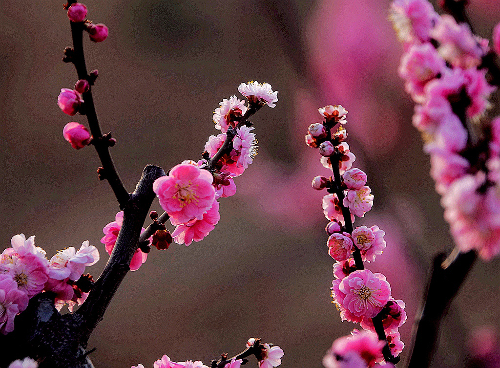 原创: 春日梅花向阳开