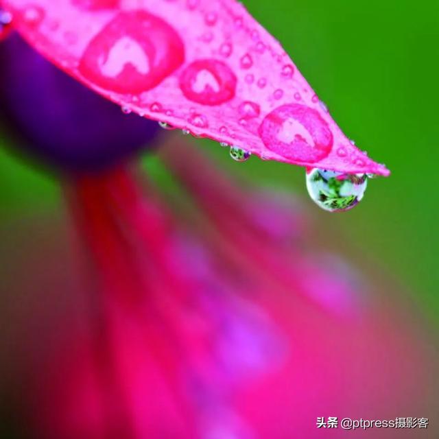 在晶莹水珠的陪衬下,照片中的花瓣更为清新,靓丽 结合蜜蜂,蝴蝶等小