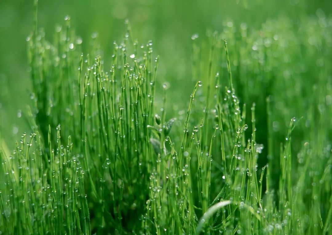 做一棵默默无闻的小草,  没有人鼓掌,也在努力生长