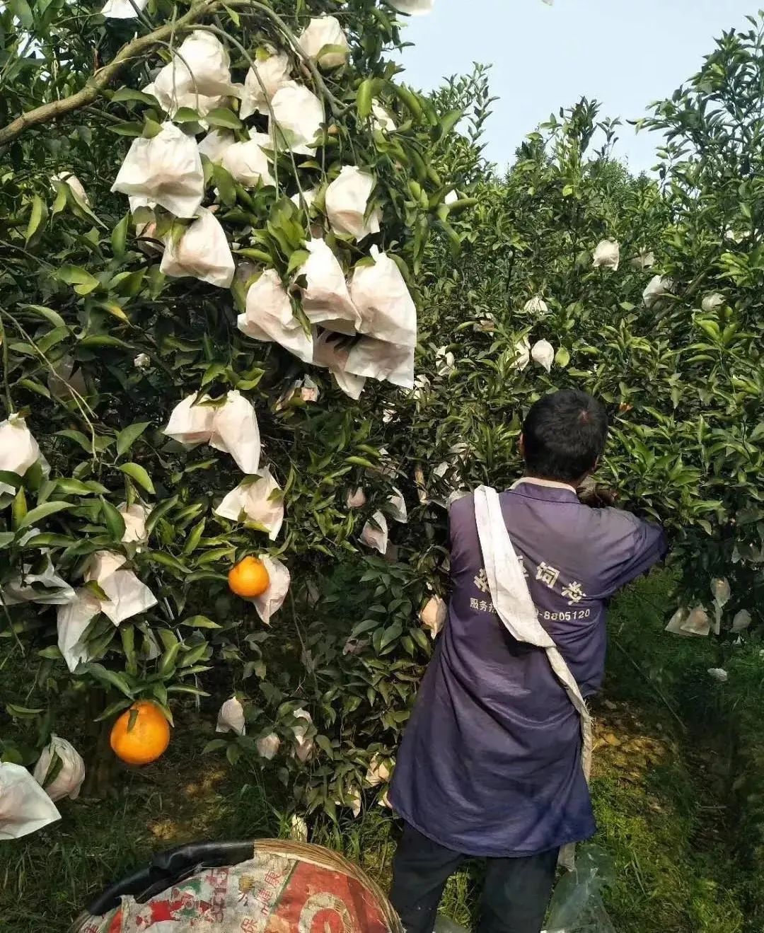 细心的农户,把每个耙耙柑都套上袋子给他们保暖,同时防止自然的侵害以