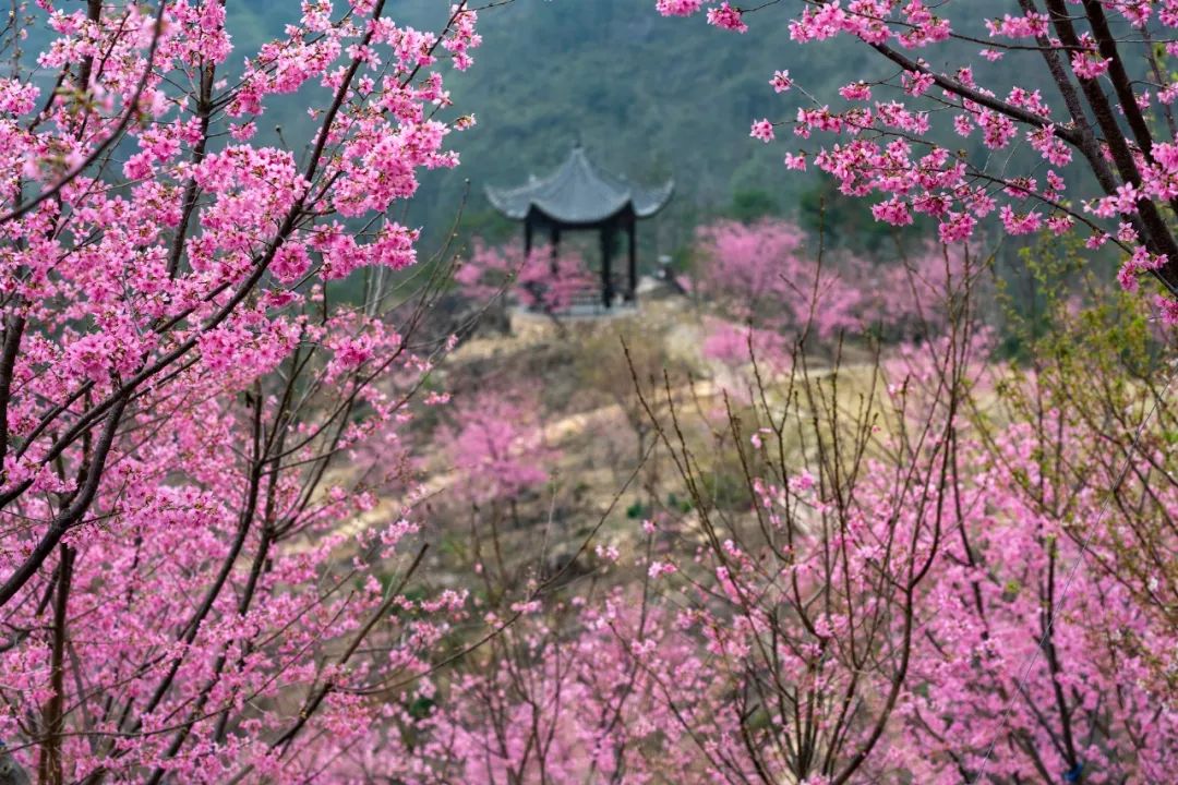 春有宴当不负雁楠逸园邀您云赏花