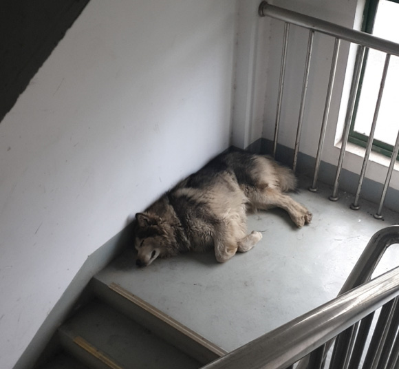 樓裡來了一個「不速之客」，每天都有人喂它，一直睡在樓道裡 寵物 第4張