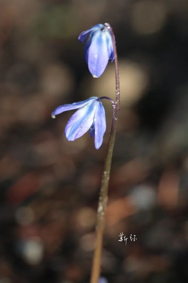 二月花事_林奈