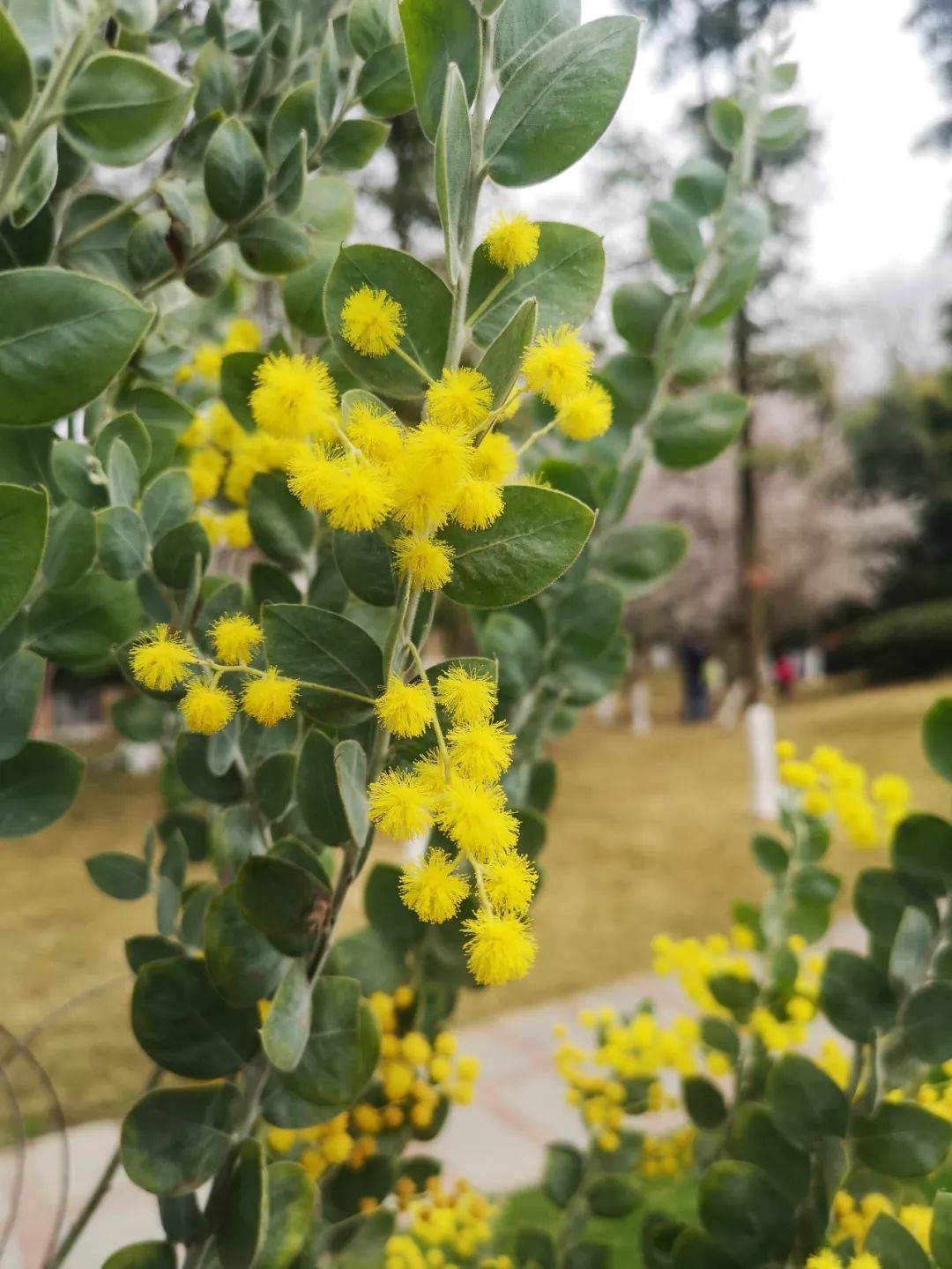 小编还发现了一种毛茸茸的植物,查了下,据说叫银叶金合欢