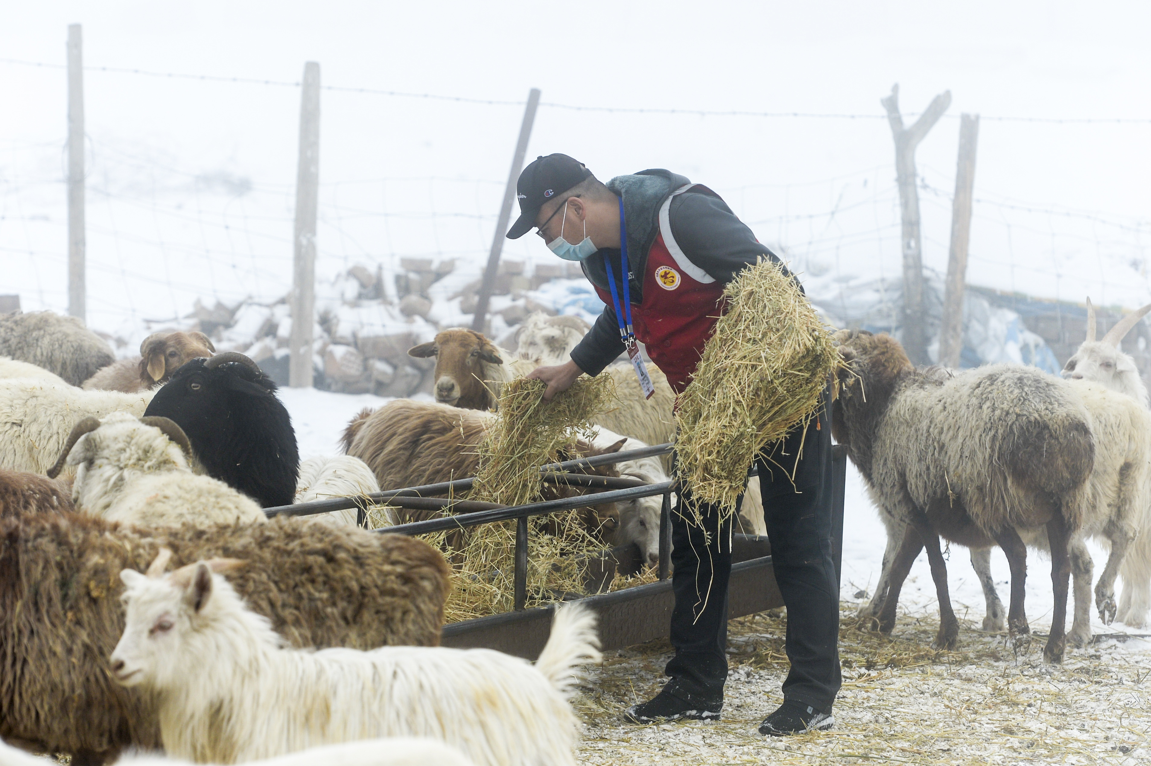 新疆：为牧民牲畜“供粮”