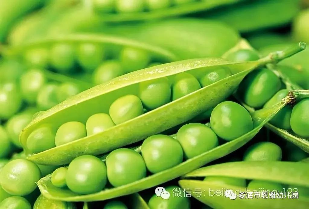 豌豆