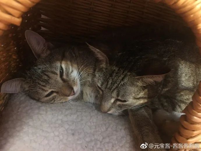 猫脸内衣_猫脸老太太图片