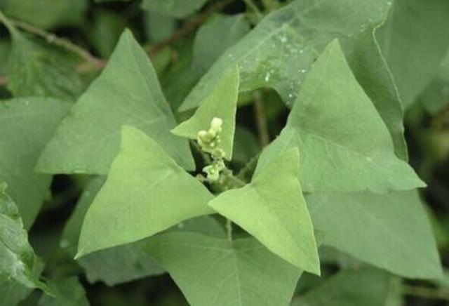 1种野草人称杠板归有着三角形的叶子还能结出果子值钱