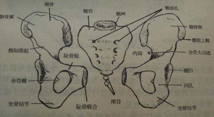 总结:人类脊柱由34块椎骨(颈椎7块,胸椎12块,腰椎5块,骶骨,尾骨共10