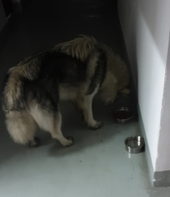 樓裡來了一個「不速之客」，每天都有人喂它，一直睡在樓道裡 寵物 第1張