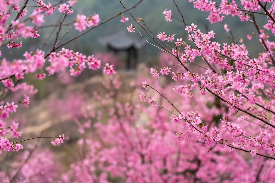 春有宴当不负雁楠逸园邀您云赏花