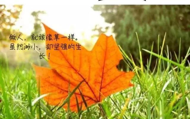 平淡中活出自己的性格, 愿做一棵默默无闻的小草, 做一棵自力更生的