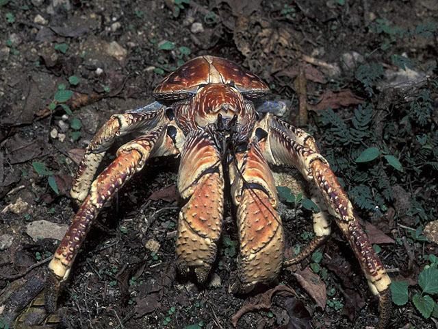世界上最大的巨型椰子蟹,你敢吃吗?