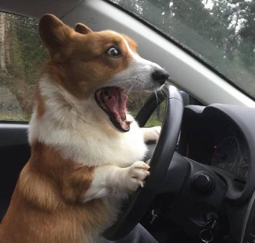 狗为啥会得糖尿病 b68edd8e16d54b0fb74a186398286f25.jpeg