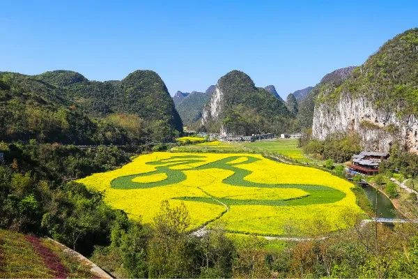 贵州·安顺 龙 宫 巨龙将见 油菜花绽放成"龙" 盛开 龙字田油菜花海