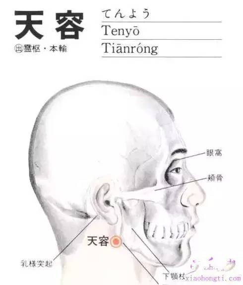 【人体穴位】天容穴:耳聋,咽喉肿痛,颈项强痛