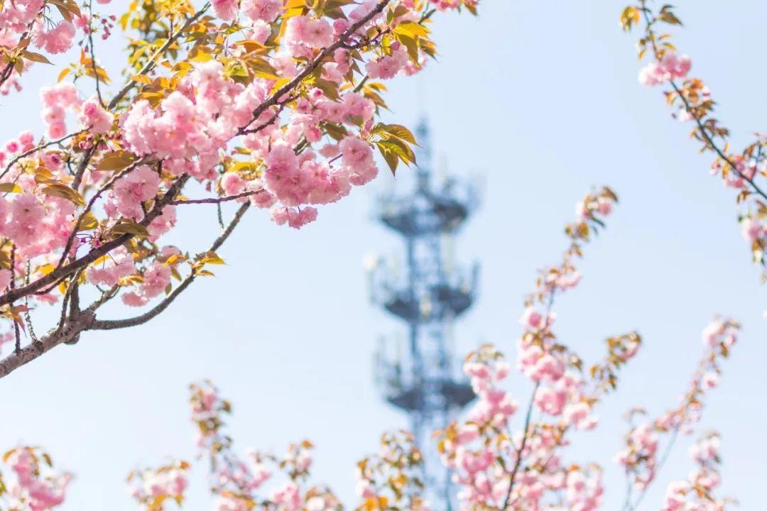 你安好,我无恙,岁月就会花开