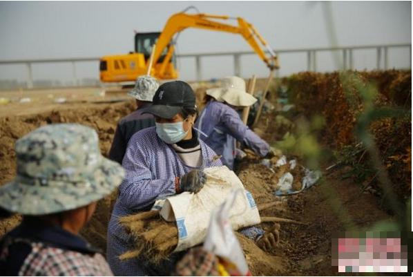 从流水线工人到山药少年,小伙翻身狂揽300万,一线白领都比不上_郭功铭