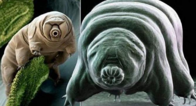 原创核武器也杀不死的生物,它将被送往外太空,成为火星首批居民