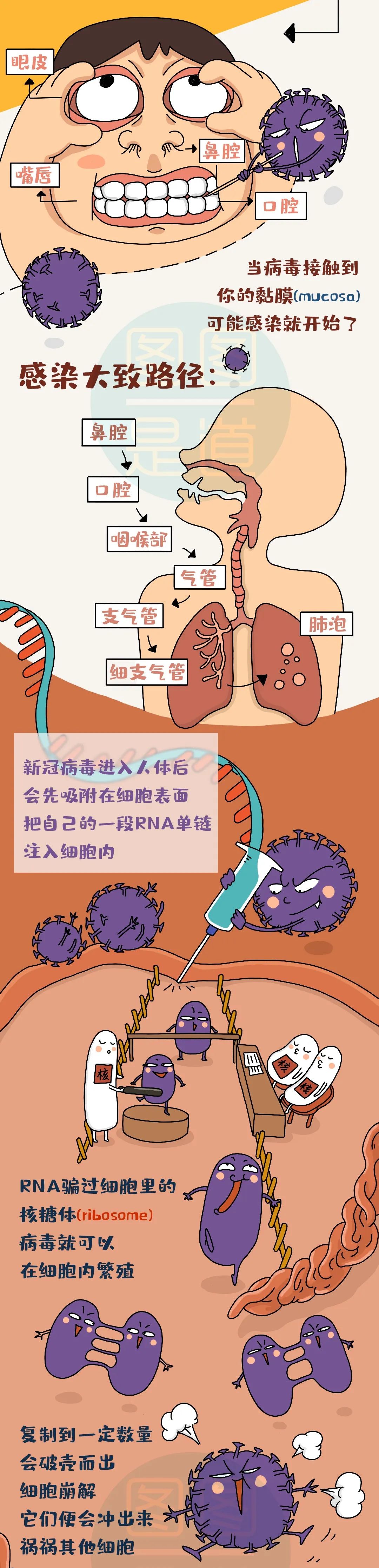 曲靖微科普人体感染新冠病毒后如何自愈图图是道