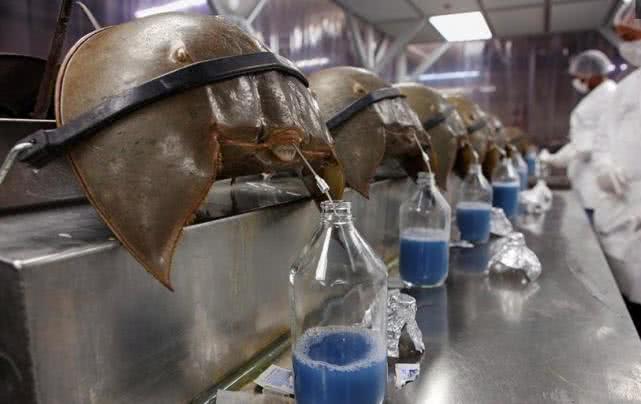 蓝色血液的人存在吗 fde1b5729a6a46dabfbd610c49614335.jpeg