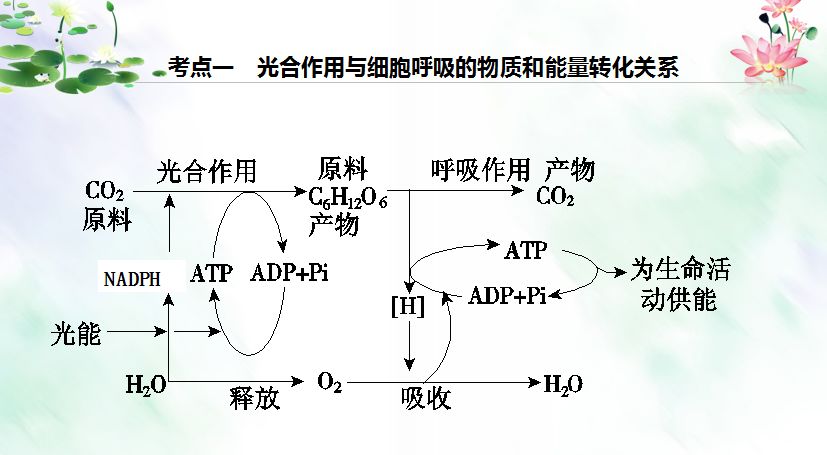 半岛公益课丨36中王晓红光合作用和呼吸作用考点解析