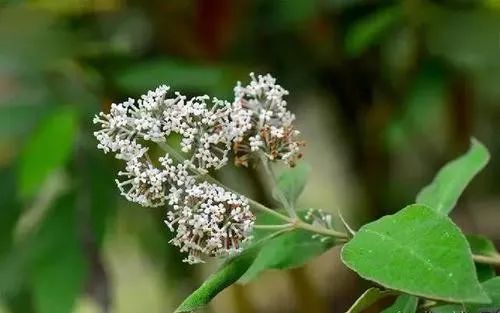 疫情挡不住又一年染饭花开