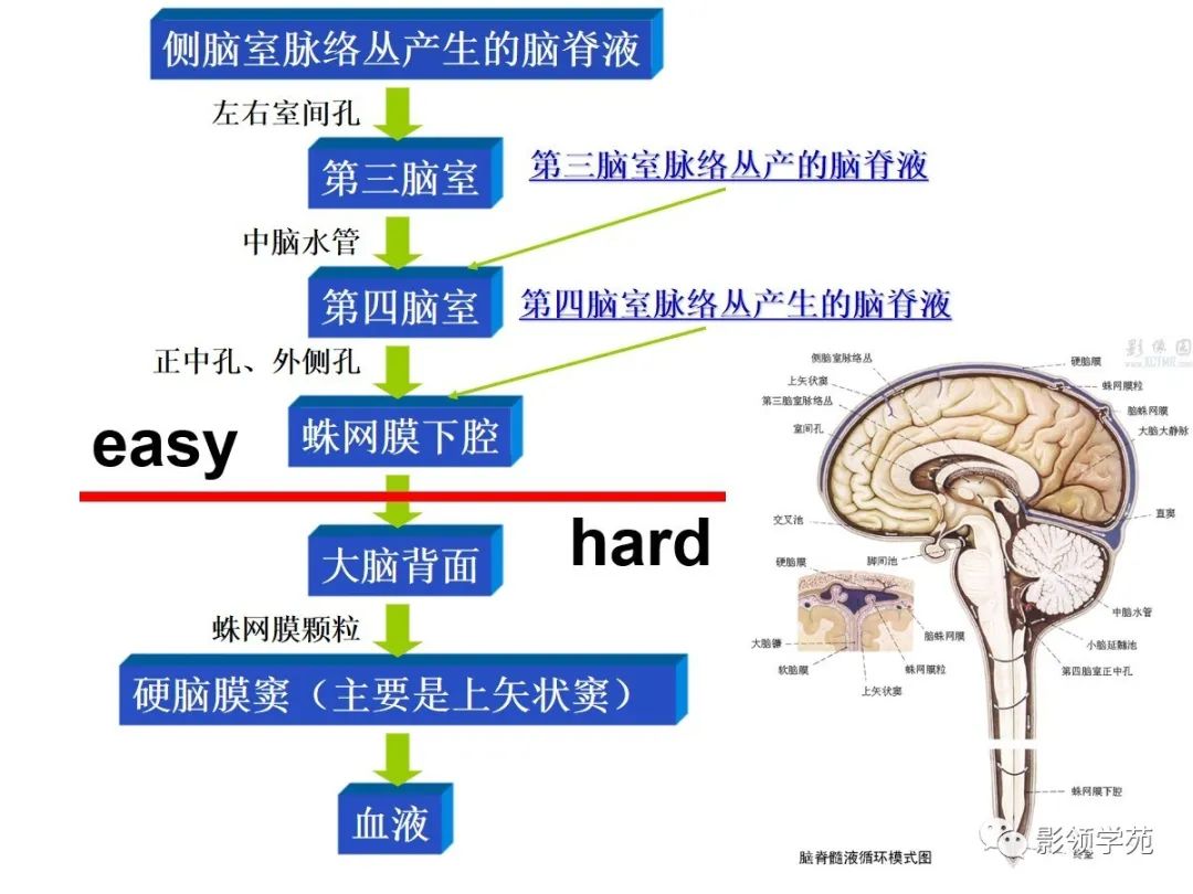 脑室系统及脑脊液循环