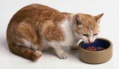 猫怎么看 有病