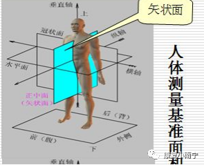 矢状面:  把人体分成左右两部分.矢状面做的运动是屈伸的运动.