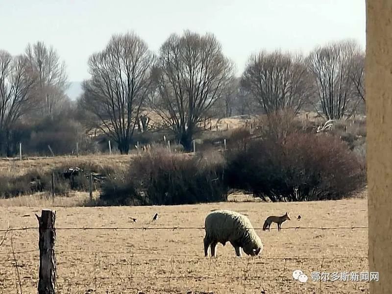 围观狐狸羊喜鹊同框了鄂尔多斯的春天来了