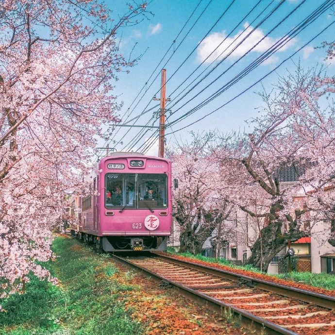 樱花列车